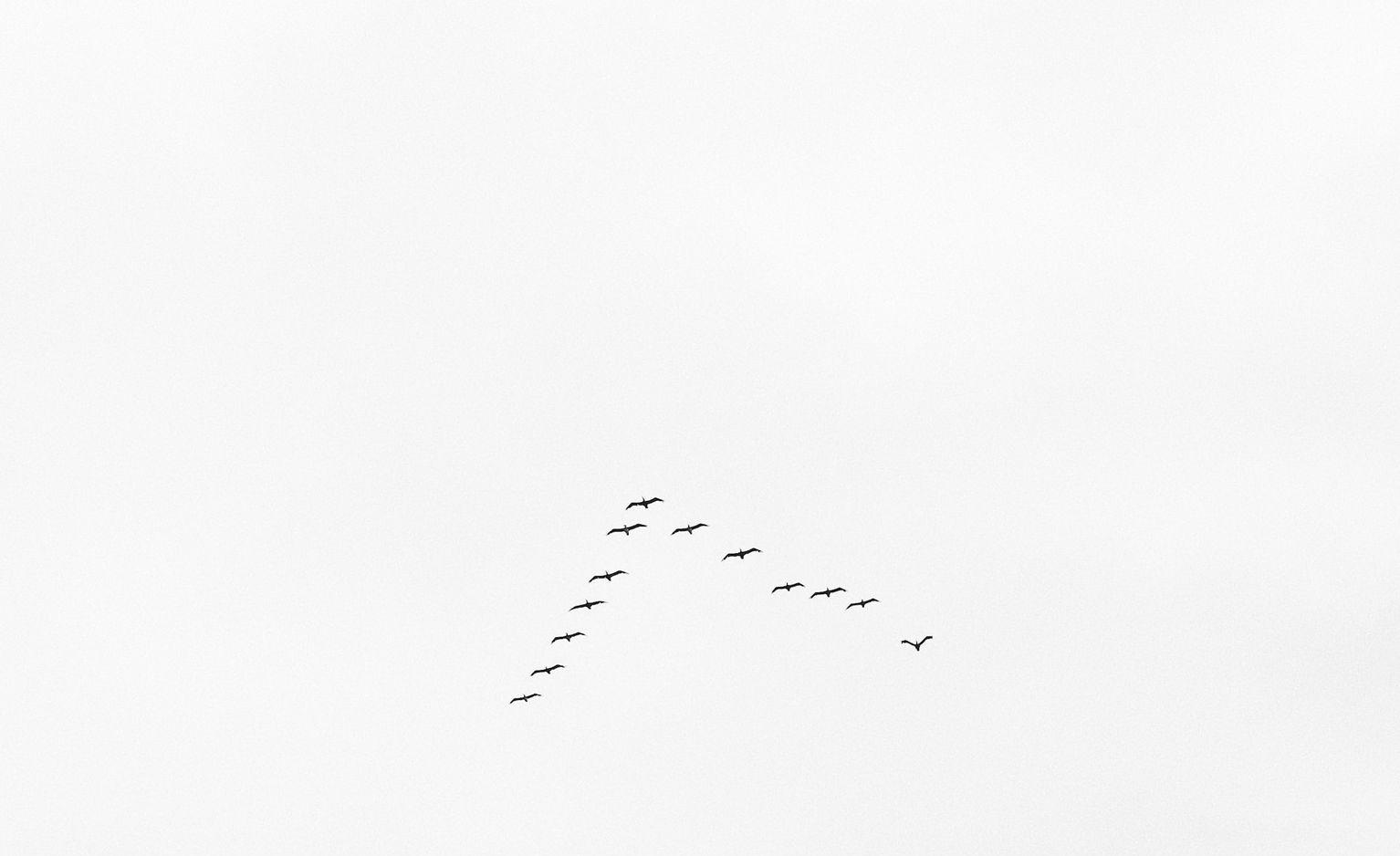 grayscale photo of flying birds