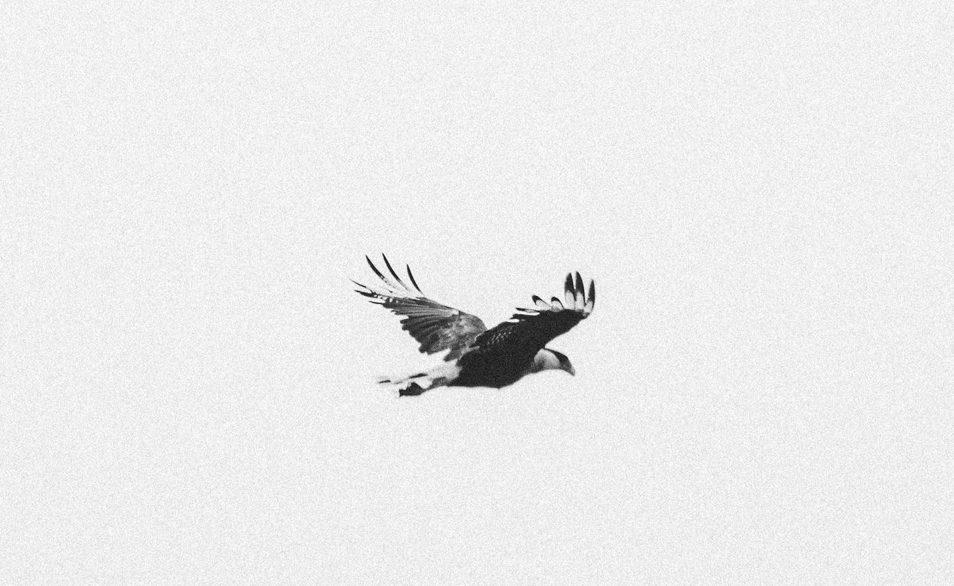 black and white bird flying